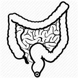 Intestine Clipart Clipartmag Large sketch template