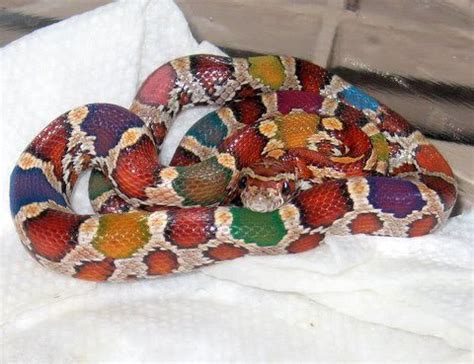 snake         colors  reptiles