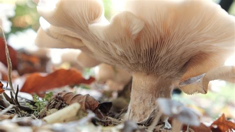 images gratuites lautomne champignon pleurotes champignon comestible pleurotus eryngii