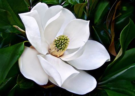 magnolia grandiflora tree southern magnolia white flower starter