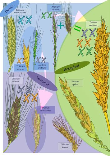 domestication  crop evolution  wheat  barley genes genomics  future directions