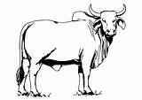 Cow Coloring Sacred Printable Pages Large sketch template