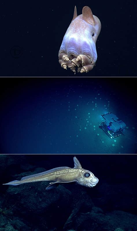 mariana trench bing images
