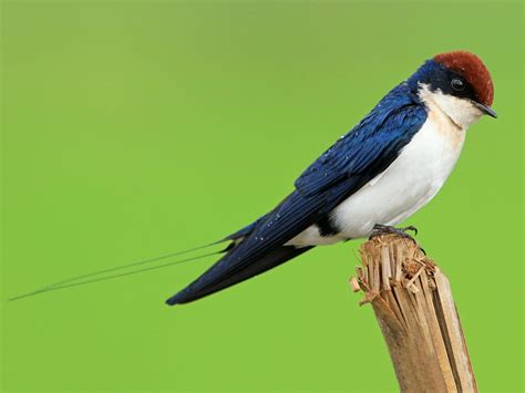 wire tailed swallow ebird