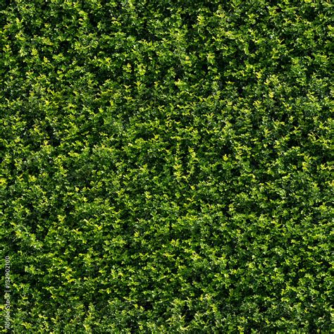 seamless tileable texture green wall hedge foliage  stock photo