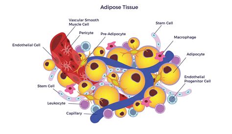 adipose tissue ambrose cell therapy