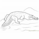 Crocodile Coloring Pages Rock Kids Orinoco Coloringpages101 Saltwater sketch template