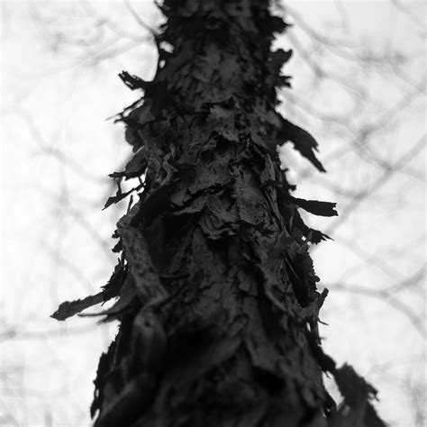 httpsflickrpsuojhb shedding  complexity  tree bark tree