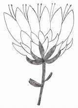 Protea Flower Drawing Painting Simple Sketches Doodle Flowers Craft Coloring Sketch Patterns Line Wall Drawings Dot Doodles Ikebana Pastel Template sketch template