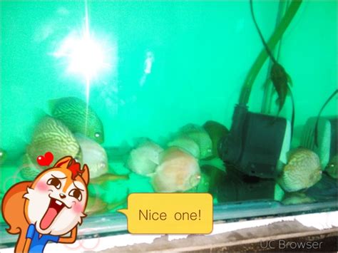 discus my aquarium club