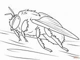 Coloriage Abejorro Ausmalbilder Abeille Hummel Bumblebee Ausmalbild Bombus Bourdons Erdhummel Insetti Insect Onlinecoloringpages sketch template