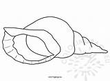 Shell Conch Sea Vector Spiral Coloring Coloringpage Eu sketch template