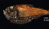 Image result for "argyropelecus affinis". Size: 164 x 100. Source: destepti.ro