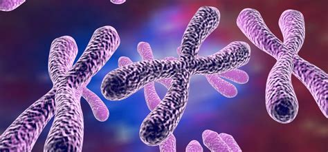 Los Cromosomas Historia Estructura Y Tipos Biologia Images