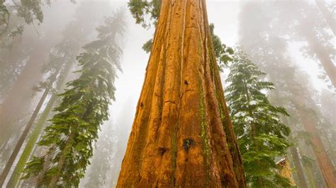 giant sequoia bing wallpaper download