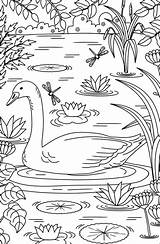 Coloring Pages Adult Swan Sellfy Tableau Choisir Un Sold sketch template