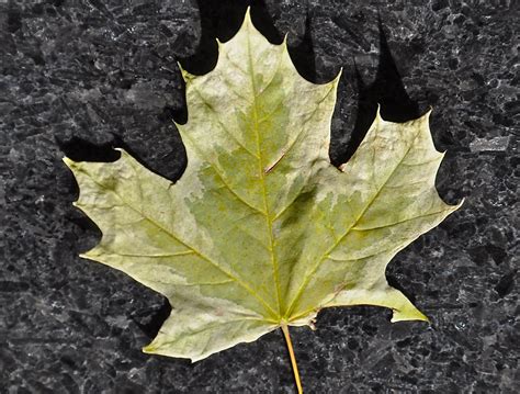 amazing maple leaves