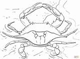 Crab Supercoloring Jaiba Cangrejo Siri Crabs Oceano Claw Preschool sketch template