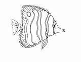 Copperband Butterflyfish sketch template