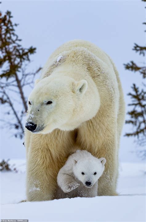 mother polar bear rolls    snow   young cubs daily