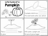 Pumpkin Life Cycle Book Preview Tpt Mini sketch template