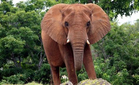 african bush elephant loxodonta africana  african bush elephant