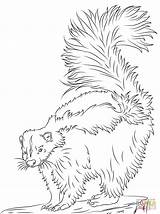 Skunk Coloring Pages Printable Cute Realistic Drawing Supercoloring Animal Popular Color Choose Board Coloringhome Categories sketch template