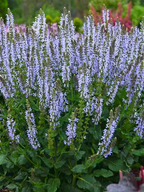 Salvia Crystal Blue Bluestone Perennials