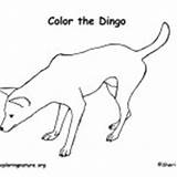 Mammals Dingo Coloring Category Nature sketch template