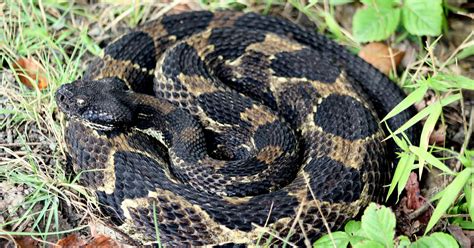 species spotlight timber rattlesnake