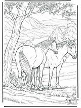 Ostwind Pferde Aysen Boyama sketch template