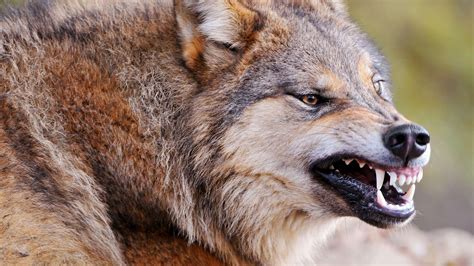 animal wolf  anger face  hd animals wallpapers hd wallpapers