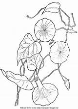 Coloring Morning Glories Flowers Vines Sheet Leaves Description sketch template