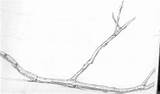 Drawing Twig Paintingvalley sketch template