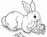 Darat Hewan Mewarnai Binatang Kelinci Sketsa Gambarcoloring Rabbit Lengkap Harimau Pages Istimewa Rusa Empat Gajah Jantan Berkaki Singa sketch template