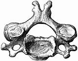 Cervical Vertebrae Vertebra Usf Spine Bones Chiropractic sketch template