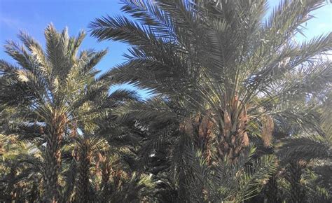 shake up a trip to the california desert at date palm farm