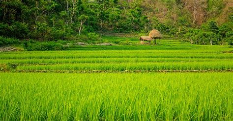Rice Fields Lowlands Of Nepal [oc] Imgur