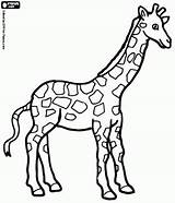 Giraffe Girafas Girafa Giraffes Savana sketch template