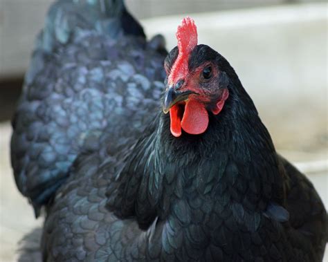 jemma black jersey giant hen backyard chickens learn how to