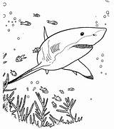 Kleurplaat Haaien Haai Zee Witte Sharks Moeilijk Learning Downloaden Omnilabo Yellowimages sketch template