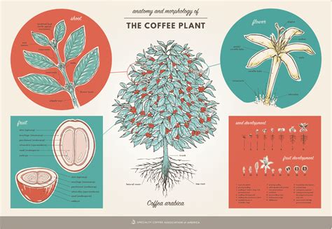 anatomy  morphology   coffee plant specialty coffee