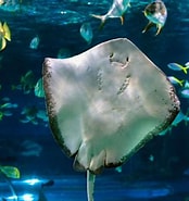 Image result for Sea Creatures. Size: 174 x 185. Source: www.bristolaquarium.co.uk