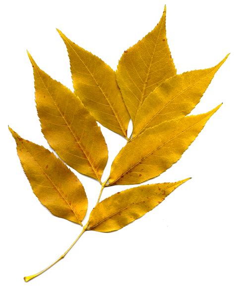 golden autumn leaves picture  photograph  public domain