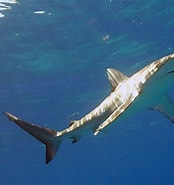 Afbeeldingsresultaten voor "carcharhinus Isodon". Grootte: 174 x 185. Bron: www.worldlifeexpectancy.com