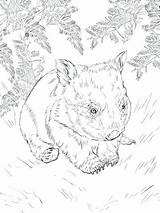 Wombat Coloring Getcolorings Printable Getdrawings sketch template