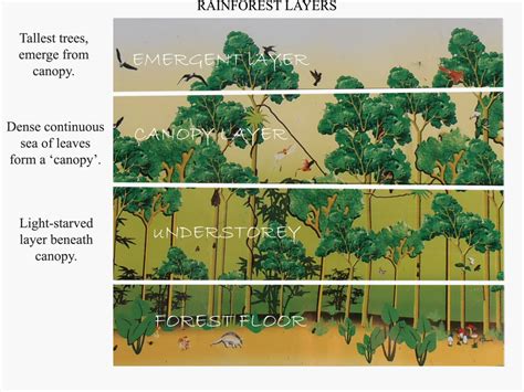 rainforest trees  beginners owlcation