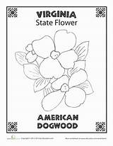 Virginia Flower State Coloring Dogwood Choose Board Crayola Education sketch template