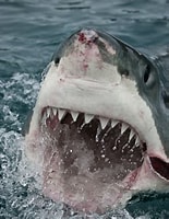 Afbeeldingsresultaten voor witte haai. Grootte: 155 x 200. Bron: www.ibtimes.co.uk
