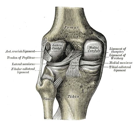 posterior cruciate ligament anatomy   knee musculoskeletal sexiz pix